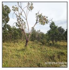 Terreno da Caixa em LUZIANIA / GO - 1444405970849