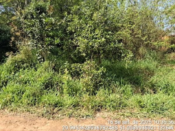 Terreno da Caixa em ALVORADA / RS - 8444407748564
