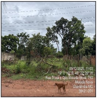 Terreno da Caixa em UBERLANDIA / MG - 10286301