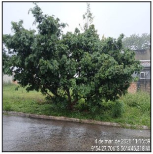 Terreno da Caixa em ALTA FLORESTA / MT - 10299187